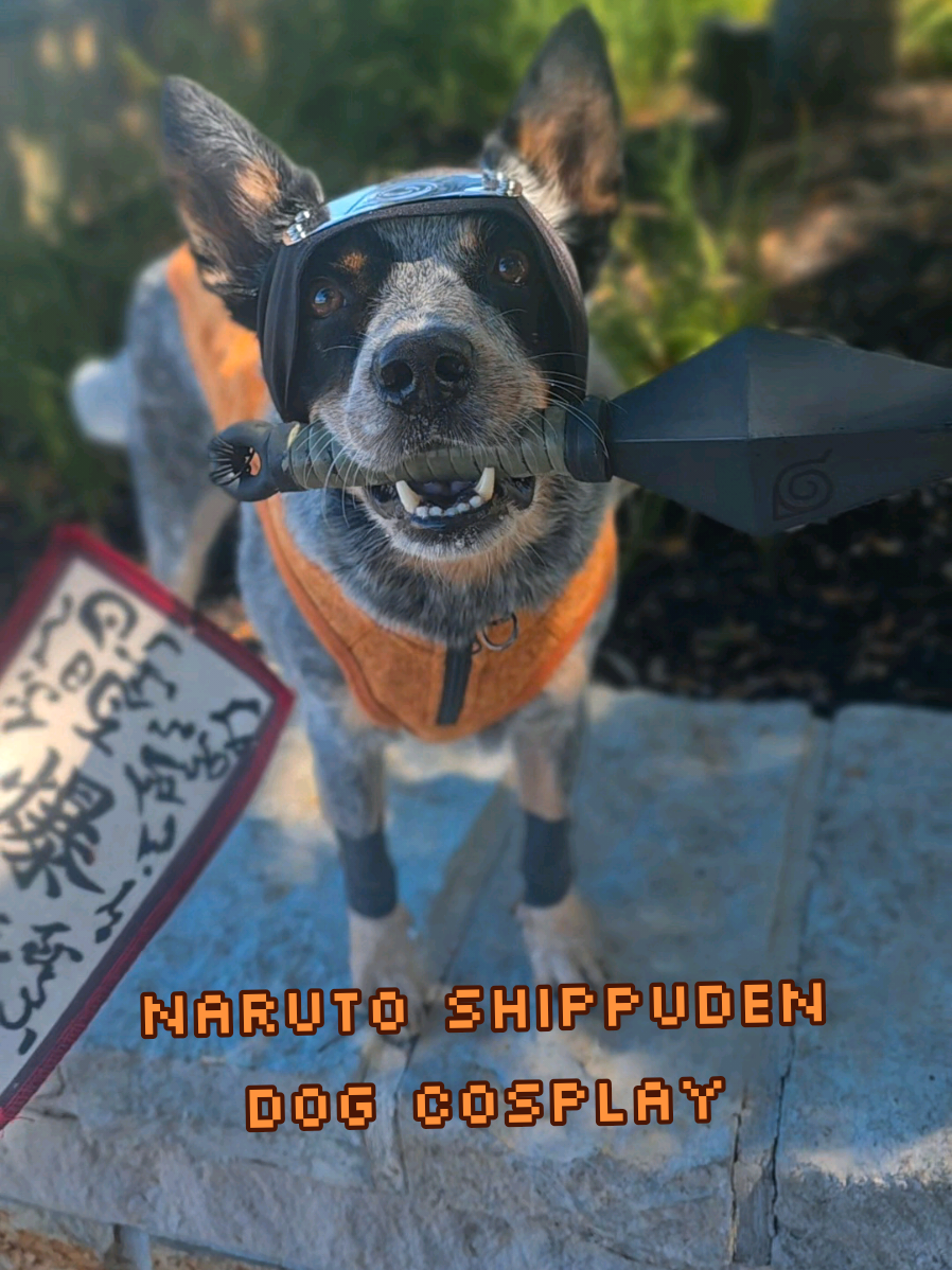 Training hard to become the Hokage of the dog park! Spotted this Naruto costume at Spirit Halloween and immediately thought Riot had to try it on! He understood the task right away and easily grabbed the kunai. I swear he’s like a retriever in a heelers' body. What should he try on next? #naruto #narutoshippuden #narutocosplay #australiancattledog #anime 