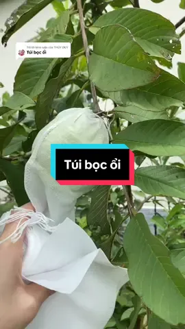 Trả lời @THÚY DUY Túi bọc ổi#thuyduy23 #tuibocoi#tuiboctraicay  @THÚY DUY  @THÚY DUY  @THÚY DUY 
