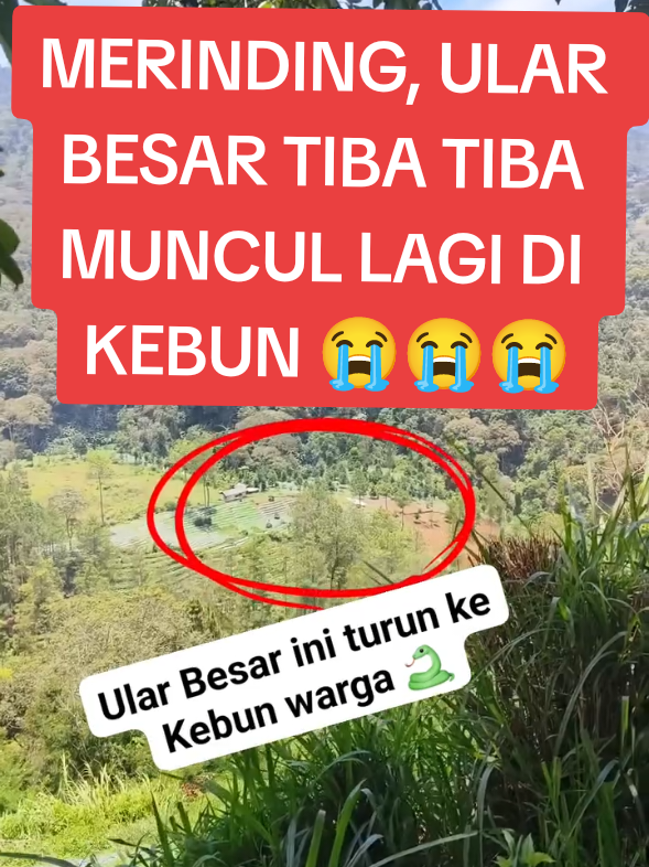 ular besar muncul lagi dikebun
