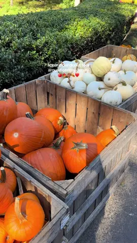 apple cider donuts all fall long <3 #fall #nj #fallactivities 