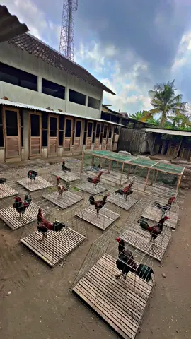 Mendung bukan jadi penghalang 🌥️😂 #CapCut #blitarjawatimur #ayam #peternakmuda #fyppppppppppppppppppppppp 