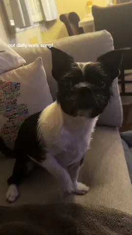 stella waits all day to sing her daily walk song ❤️ #dogs #cute #viral #fyp #dogsoftiktok