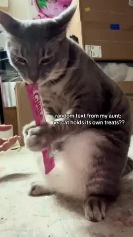 she really said “i gotta do everything in this d*mn house” 😭 #churu #cattreats #meo #catlover #cattricks 