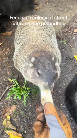 Feeding a colony of street cats and one groundhog #mortimer #groundhog #streetcats #tnr 