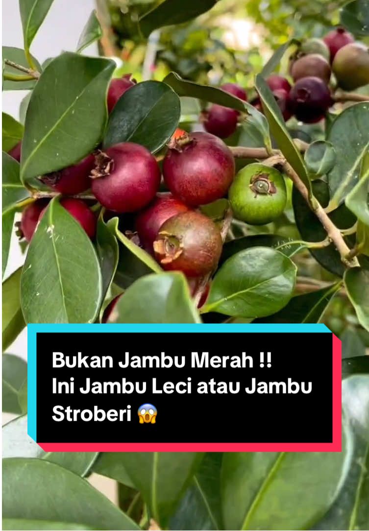 Buah unik ini biasa di sebut jambu leci atau jambu stroberi krena warna buahnya yang menyerupai buah tersebut, buah ini tergolong jenis jambu biji, biasa di gunakan untuk selai roti atau campuran pai,  Bosen dengan jambu biji biasa ? Coba tanam jambu leci ajah😋 #strawberryguava #buahunik #buahlangka #bibit #tanamanbuah 