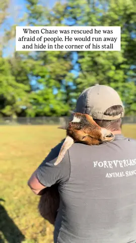 Chase and @firecrackerrrrrr how cute are they together 😭🩵  I can’t believe he use to run away from us 💔 . . . . . #animalsanctuary #fortheanimals #sanctuary #animalrescue #savedfromslaughter    