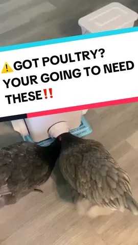 NO WASTE Automatic Chicken feeder and waterer #chickenfeeder #chickenfeederports #automaticchickenfeeder #blacksoldierfly #blacksoldierflylarvae @ENTOPROPET @Twoaini343523  