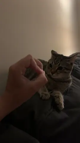 a little late to this trend. but i love my little demon  #cat #Love #eloise #viral #catsoftiktok 
