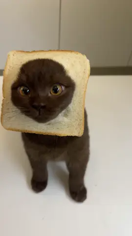 Someone was caught trying to steal bread 👀🍞 #catsoftiktok #cattok #cat #funnycat #fyp 