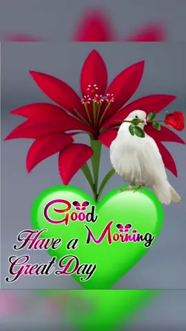 #like viral video plllllz spot me 💯💯🌹☕️#پا گل لڑکی #