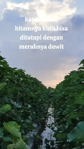 petani muda 🍈#petanimelon #petaniindonesia🇮🇩🇮🇩🇮🇩🌿🌿 