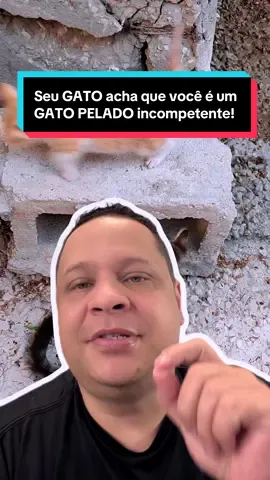 Seu GATO acha que você é um GATO PELADO incompetente! #curiosidades #interessante #vocesabia #incrivel #gatos 