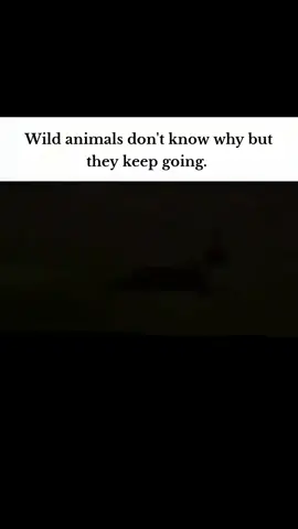 #fyp fyp#pov##wild#animal#nature