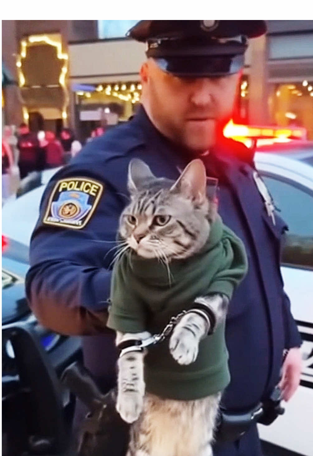 Cat arrested again for just being too cute:(  #aivideos #catlover #cuteanimals #fyp #funnyvideo 