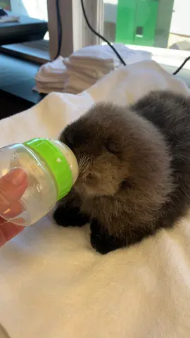 Luna making sea otter biscuits 🥹 Help us rescue and care for more pups like Luna by voting for us in the #DefenderServiceAwards ! Linked in our bio 💙 #biscuits #seaotter #cutebabyanimals #otter 