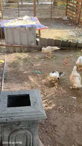 🥰🦆🐣🦆🙌🙌 #muscovyduck #animals #muscovy #ducks #patos 