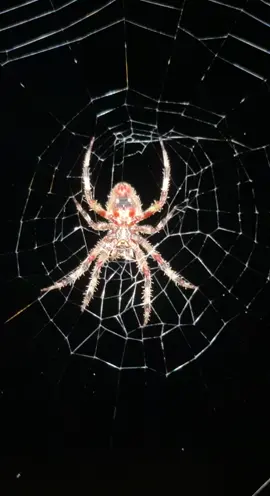 How bout them fall spiders!          #falldecor #fall #spookyseason #halloween #spiderman 