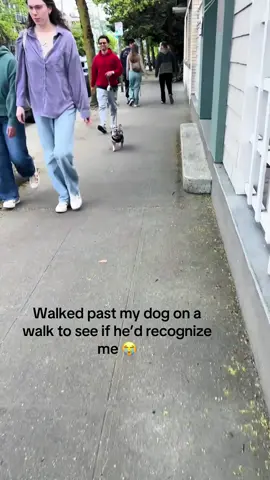 Walking past my dog to see if it notices me 🐕🐕🐾#tiktok#foryou#dog#fyp#usa