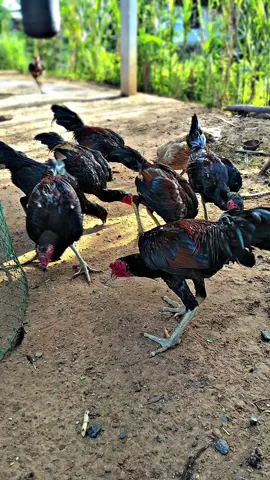 🐓💯#นิติธรฟาร์ม #ประโคนชัย #บุรีรัมย์ #เปิดการมองเห็น #ไก่ชน 