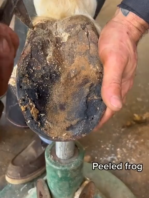 #horse #animalwelfare #asmr #farriersoftiktok #horseshoe #farrier #satisfying #hoof #care