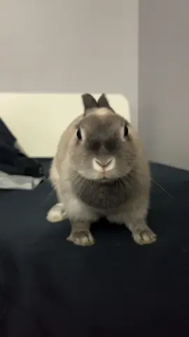 #rabbitsoftiktok #67 #viraltiktok #fyppppppppppppppppppppppp #abcxyz 