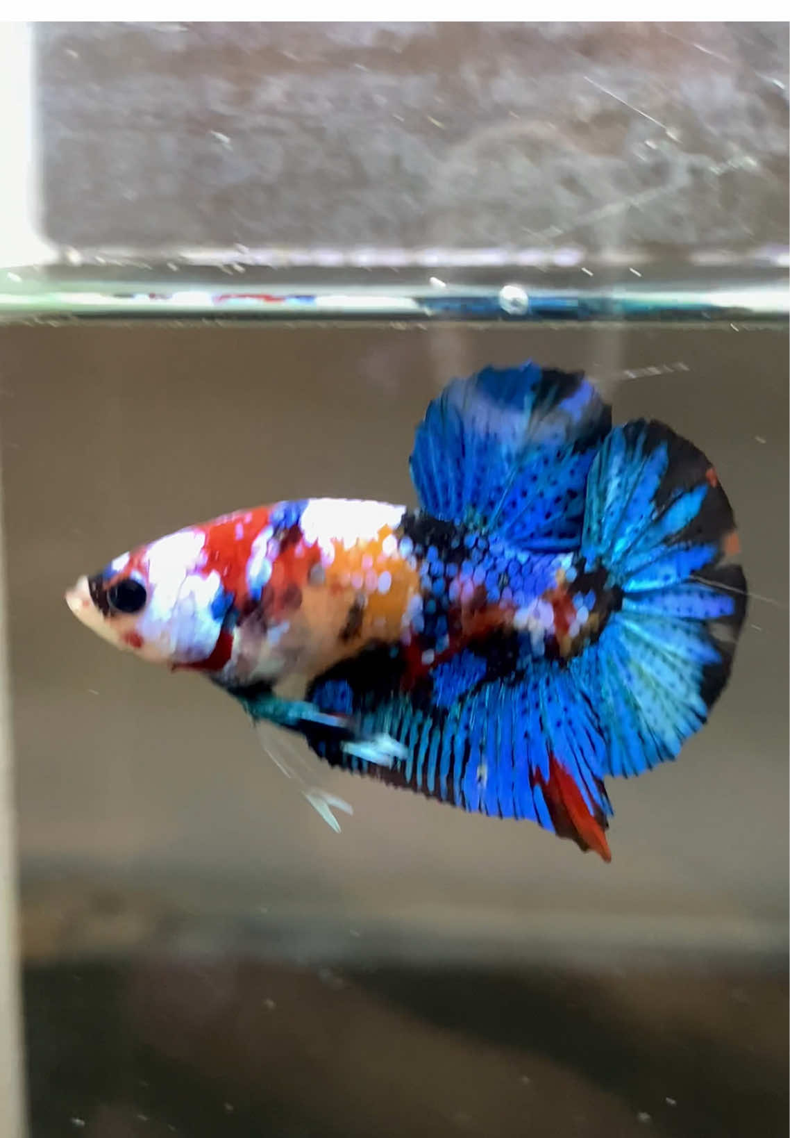 Multicolor💜❤️💛#ปลากัด #ปลากัดสวยงาม #betta #bettafish #betta_lover 