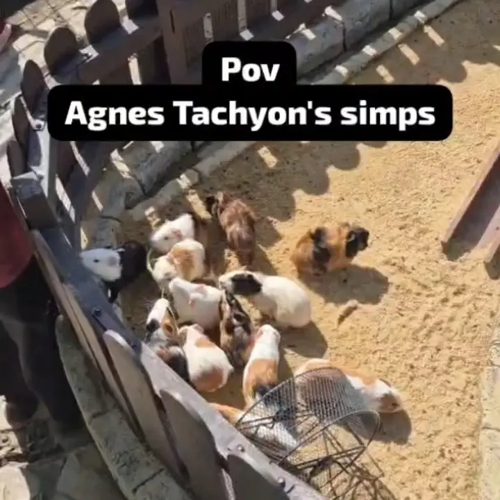 #fyp #umamusumeprettyderby #guineapigs #wife #agnestachyon 