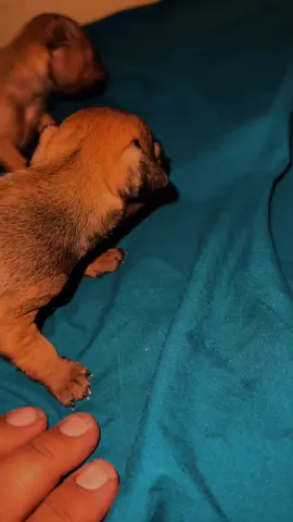 ##lovedogs##puppy##trending##lovemydog##puppytiktok