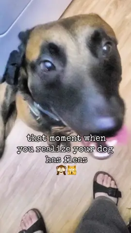 I can't believe my dog has fleas. give me your tips and tricks because it's so hard to get rid of them