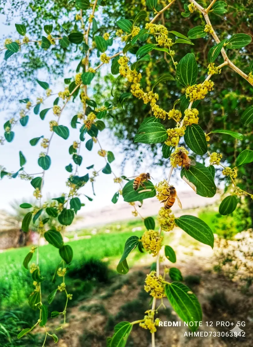 #نوب #سدر #موسم #عسل #حضرموت 