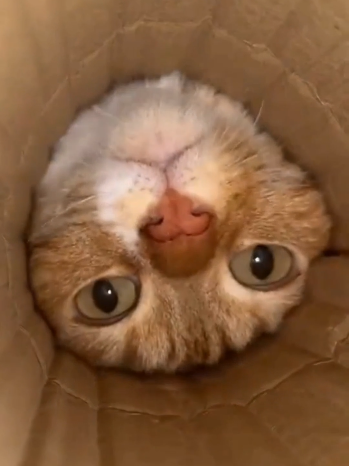 #gatos #gatostiktok #gatitos #gatosgraciosos #gatostiernos 