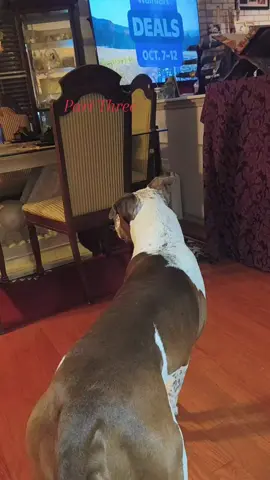 Yeah he wants no parts of thys holiday 😂😂😂#gottalovehim #myfurbaby #PetsOfTikTok #massfollowing🔥🔥 