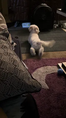 Morning Routine #maltipoo #maltipoolife #dance #dogsoftiktok 