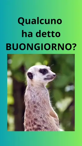 #goodvibes #buongiorno #ilbuongiornosivededalmattino 