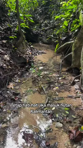 Ular apa ini guys? #ular #ularkalimantan #kalimantan 