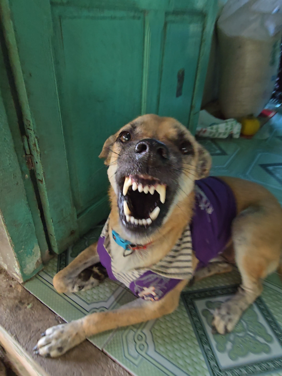 Gấu Phần 822: Đúng là khổ trong chó quá mà😅#xuhuong #petcung #trending #dog 