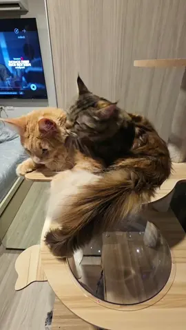#funny #cat #maincoon #สัตว์เลี้ยงtiktok #mycat 