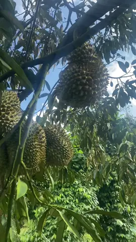 Gắng thêm chút nữa 