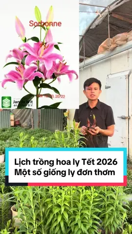 Lịch trồng hoa ly Tết 2026 một số giống hoa ly đơn thơm #hoaquocviet_giongtotchomoinha #hoaly #hoalykep #tet2026 #xuhuong 
