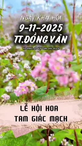 Khai hội Hoa tam giác mạch Hà Giang - Ngày 9/11/2025 - Tại thị trấn Đồng Văn, Hà Giang #thodiavungcao #xuhuong #hagiang #tamgiacmach #dongvan 