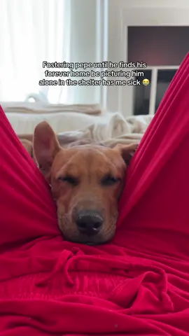 his siblings got adopted but not him🥺