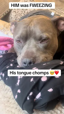 #laundryday #pittiesoftiktok 