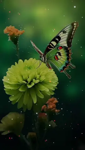 #creatorsearchinsights #درودشریف_پڑھ_کر_آگے_شیئر_ضرور_کرے #صلی_اللہ_علیه_وآله_وسلم 