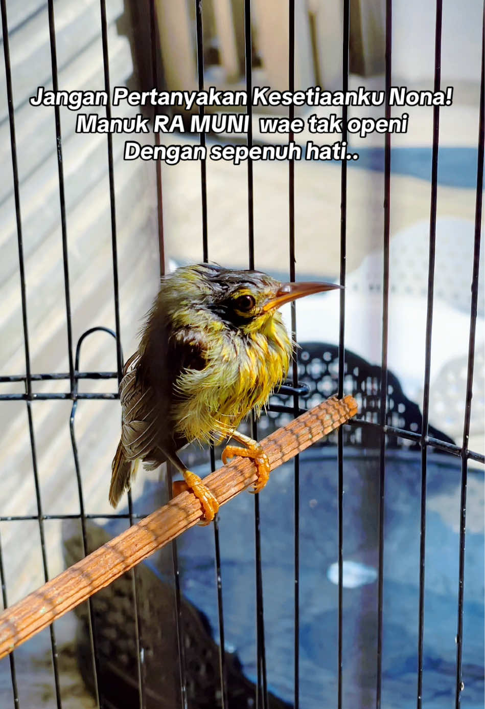 KorLap & KerBas ra muni dengan sabar tak enteni munine 🤣 walopun kadang pengen tak ijolke pitik warna warni... #kicaumania #gantangan #kicaumaniaindonesia #kolibri #masteranburung 