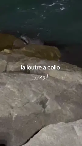 #collo #skikda #loutres #algerie #medeteranian 