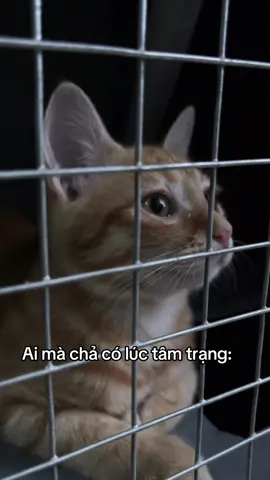 Trời lại đổ cơn mưa buồn #meocambaodung #mèocam #mèo #xuhuong #viral 