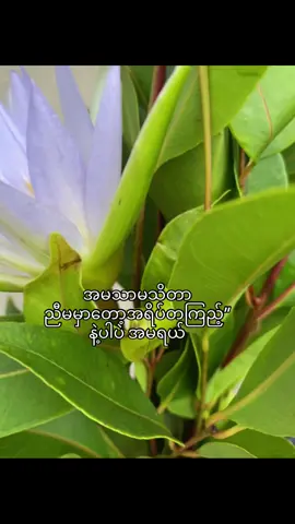 ချစ်မိသွားခဲ့တာကို#flyppppppppppppppppppppppppppppppp #foryou #livephoto #livephotos #flyppppppppppppppppppppppppppppppp 