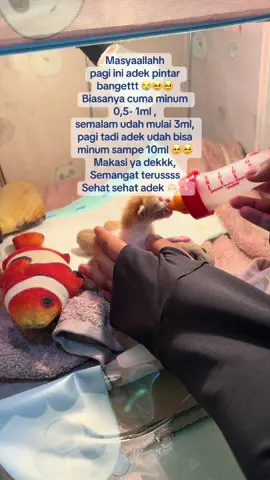 Sehat-sehat ya dekk #kucingtanpainduk #anakkucing #kucing 