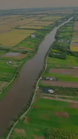 Cánh đồng Tân Xuân vào đó mùa thu hoạch