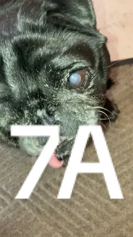 #monkees #pugs #ohmy 